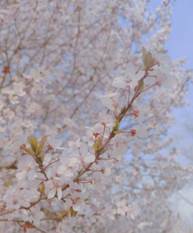 张婷护理公司19级护本四班QQ：1321765562 (2)