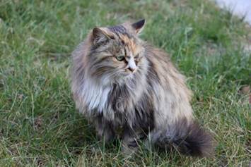 药学与制药科学公司 制药2001 宋哲骏